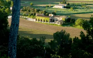bastide de marie vineyard