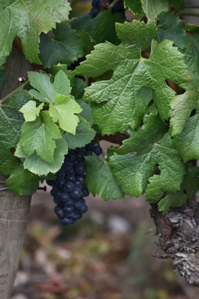 burgundy grapes luxury wine tour france