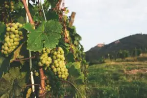 alsace-wine-tours luxury travel france