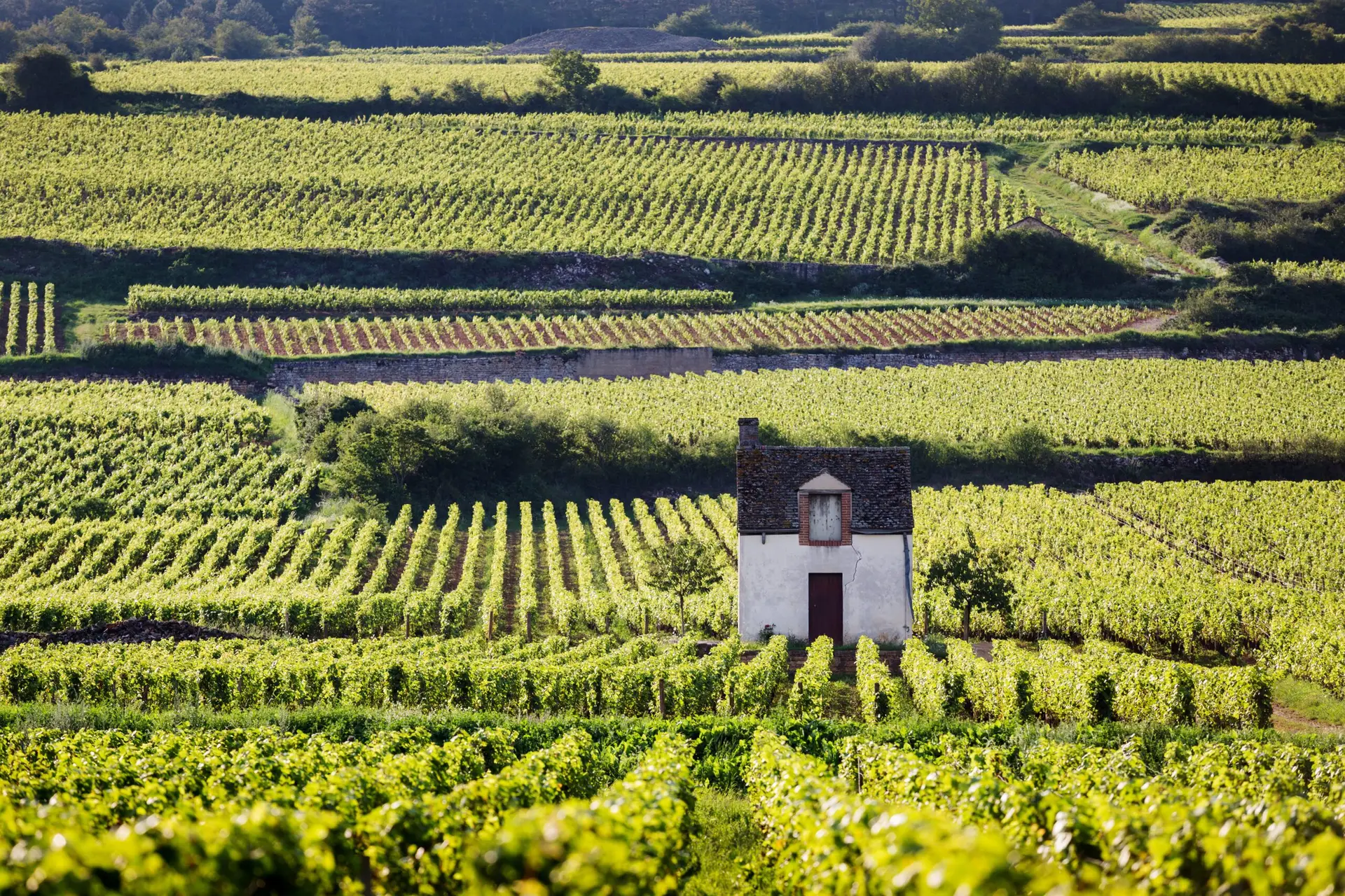 burgundy beaune wine tasting luxury travel