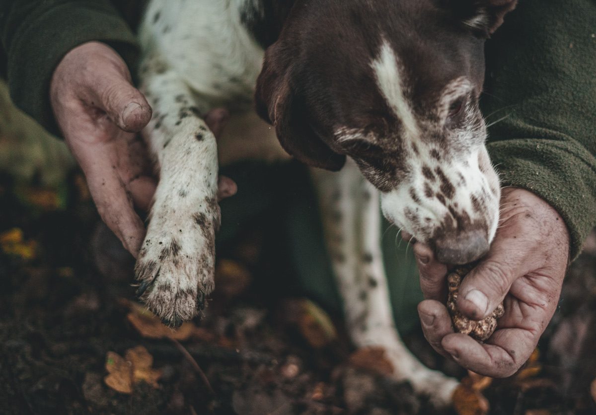 A Truffle Hunt in Provence French Promise by Kairos Travel