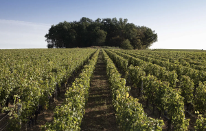 chateau ferrand luxury hotel saint emilion travel