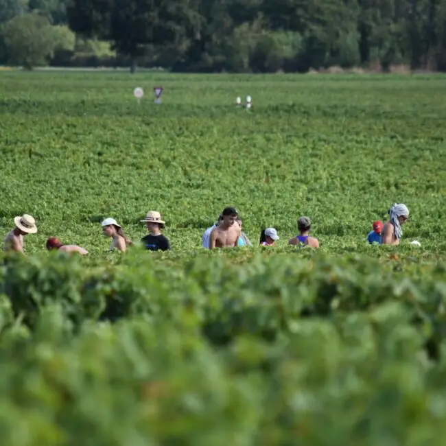 burgundy wine harvest