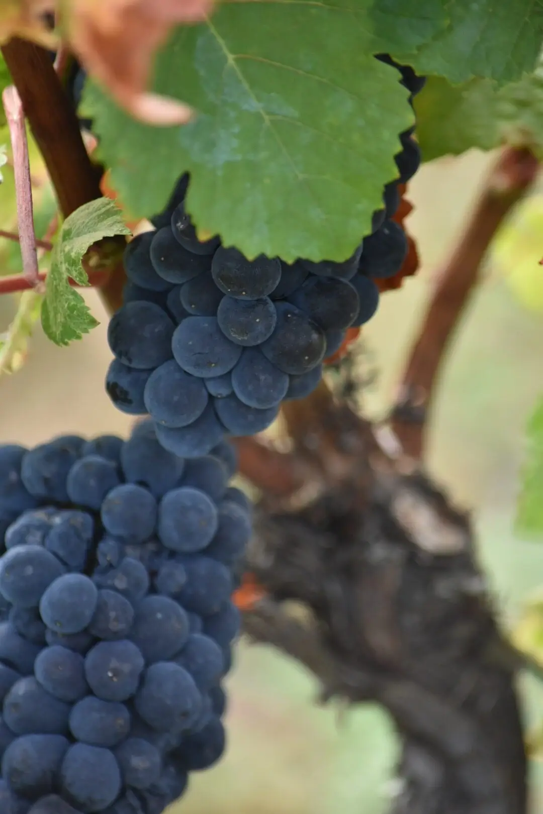 burgundy grapes luxury travel advisors