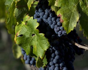 les sources des vougeot