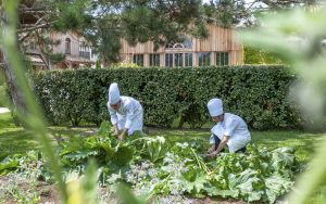 potager burgundy