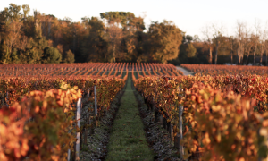 les sources des vougeot