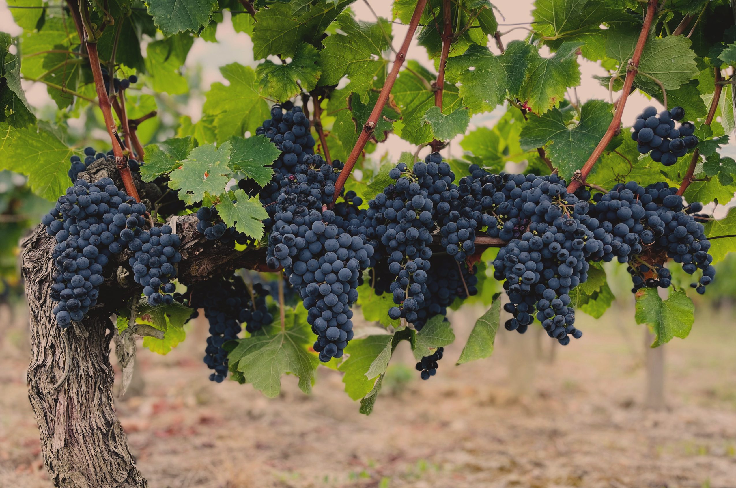 burgundy french promise luxury travel wine tours